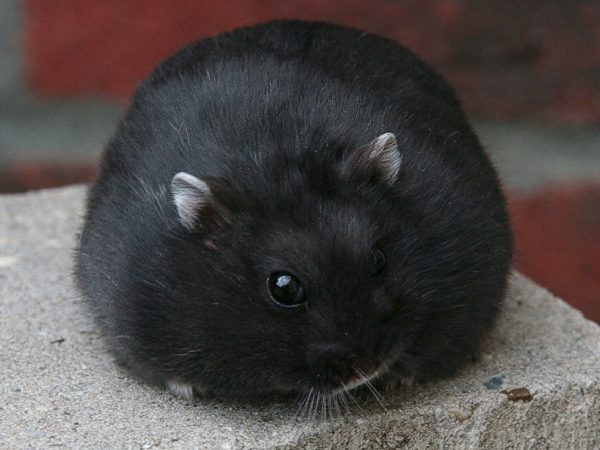black dwarf hamster