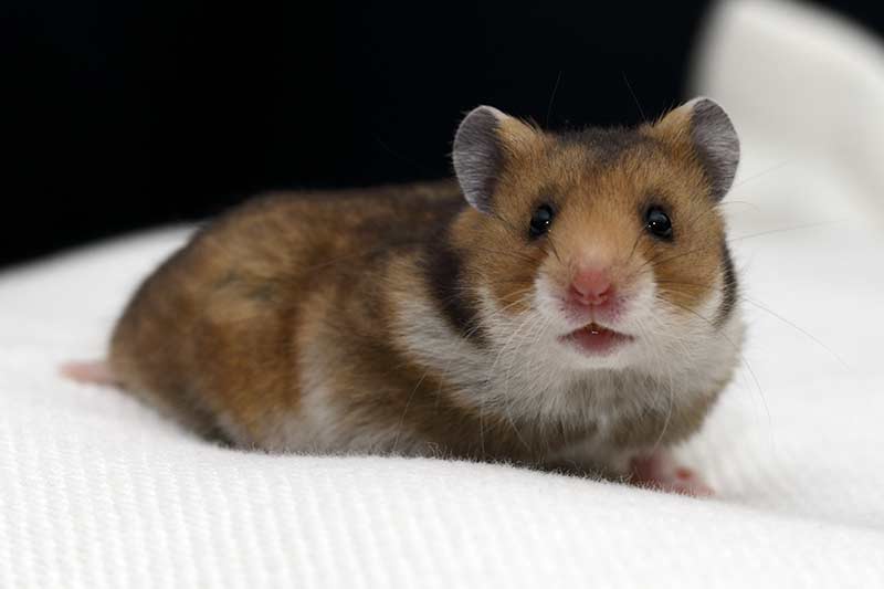 klap Oneerlijk Detector Een paar prachtige Syrische hamster ... Te koop bij mijn broer Peter!