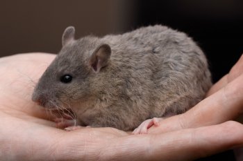 Russisch blauw agouti