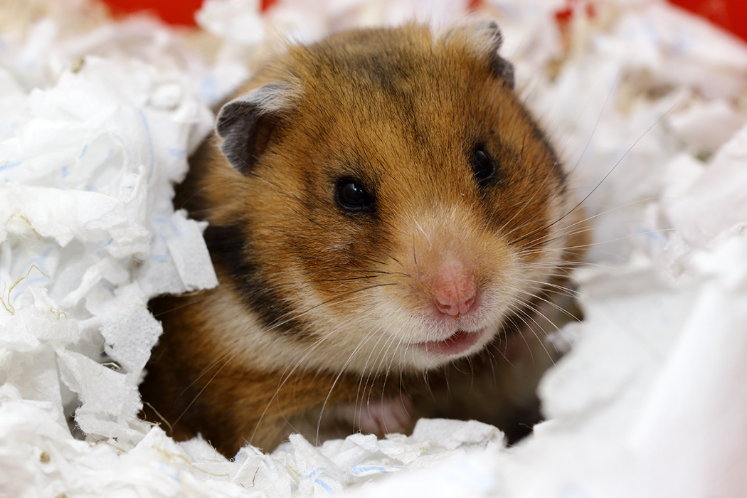 hamster, informatie, de super leuke huisdier