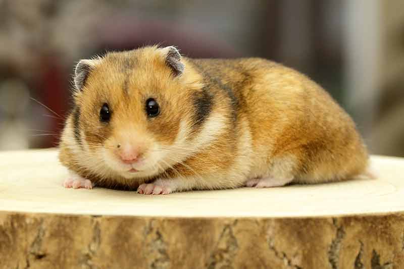 Agressief Acteur Voortdurende Syrische hamster, informatie, de super leuke huisdier